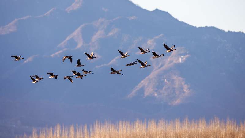 天生赢家 一触即发c|黑白配HD2019|ontent