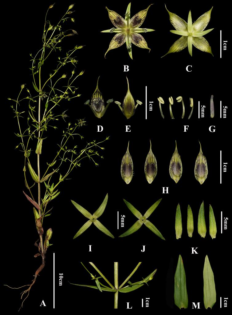 四川发现新物种“木里獐牙菜”-新华网