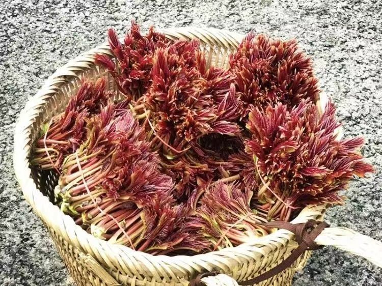 新华走笔丨椿香袅袅 岁岁年年-新华网